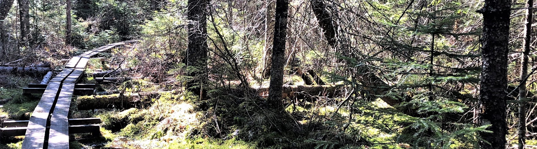 bike trail in forest